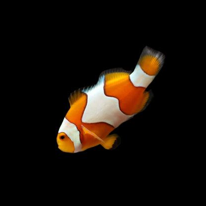 Misbar Percula Clownfish (Amphiprion percula)