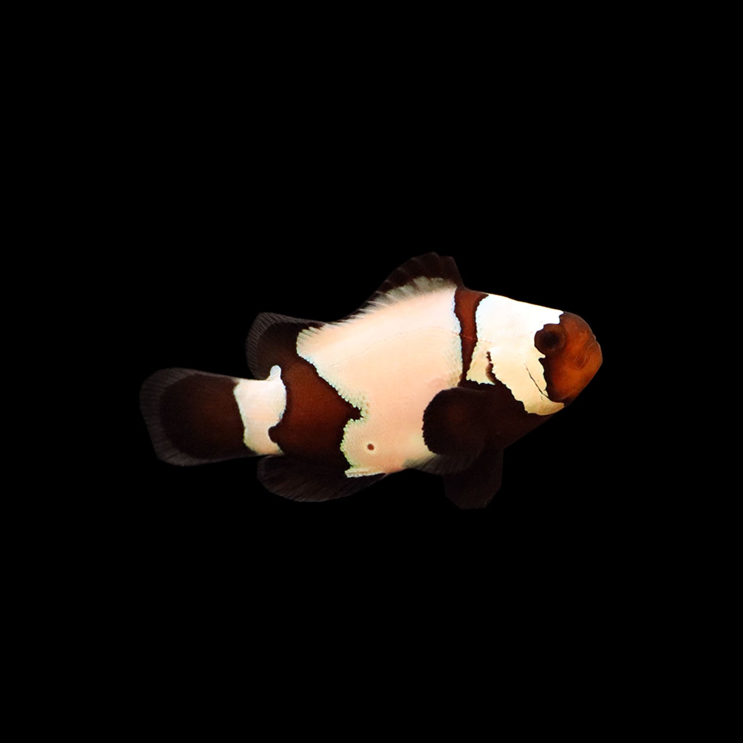 Phantom Clownfish (Amphiprion ocellaris)