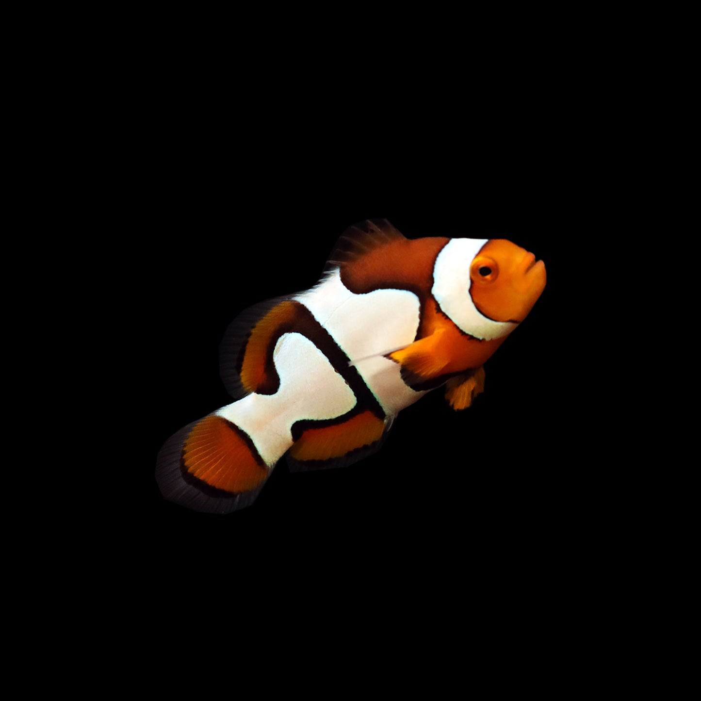 Picasso Clownfish (Amphiprion percula)