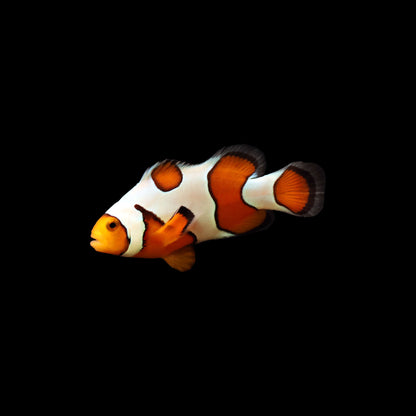 Picasso Clownfish (Amphiprion percula)