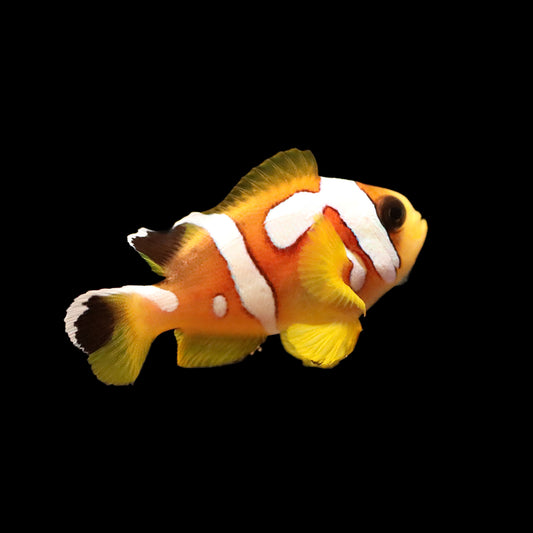 Spotcinctus Clownfish (Amphiprion bicinctus)