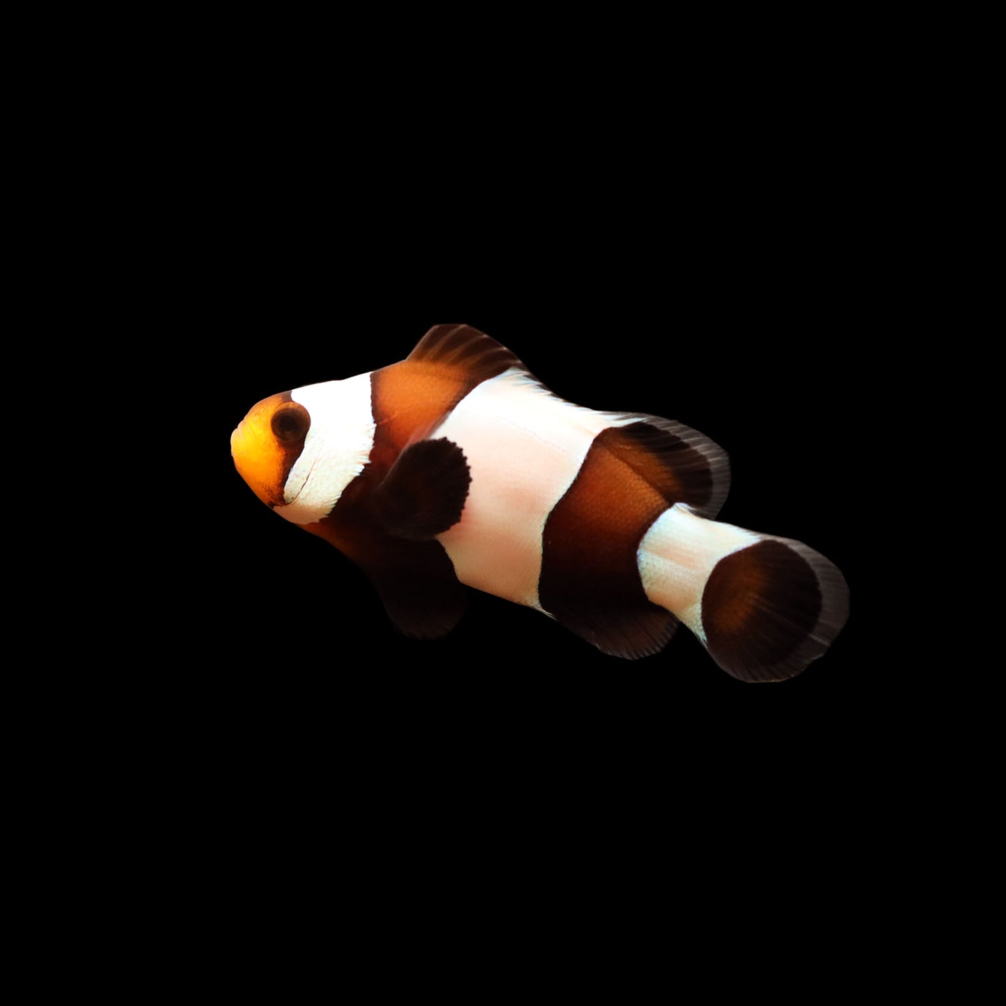 Wide Bar Black Gladiator Clownfish (Amphiprion ocellaris)