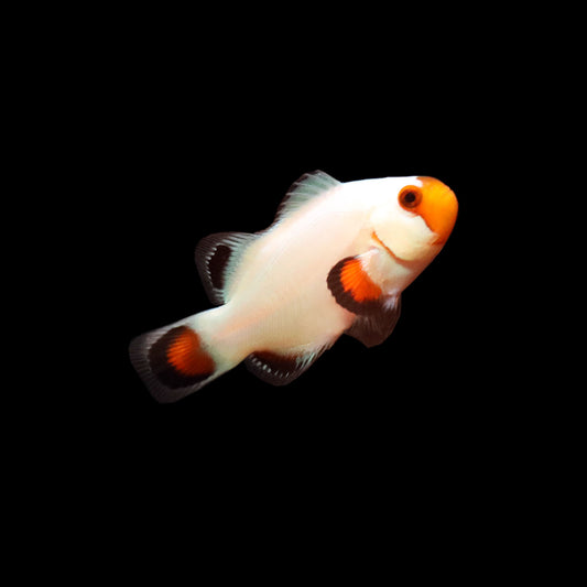 Wyoming White Clownfish (Amphiprion ocellaris)