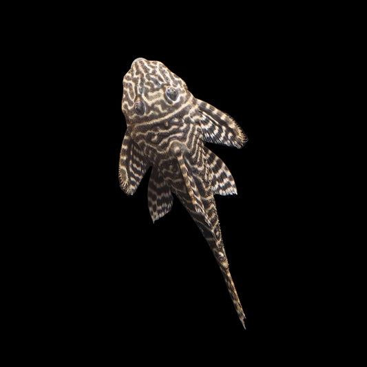 Colombian Zebra Pleco L-129 (Hypancistrus debilittera)