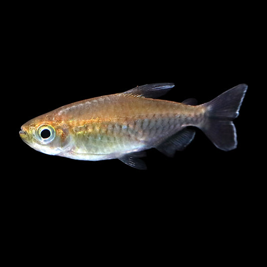 Congo Tetra (Phenacogrammus interruptus)