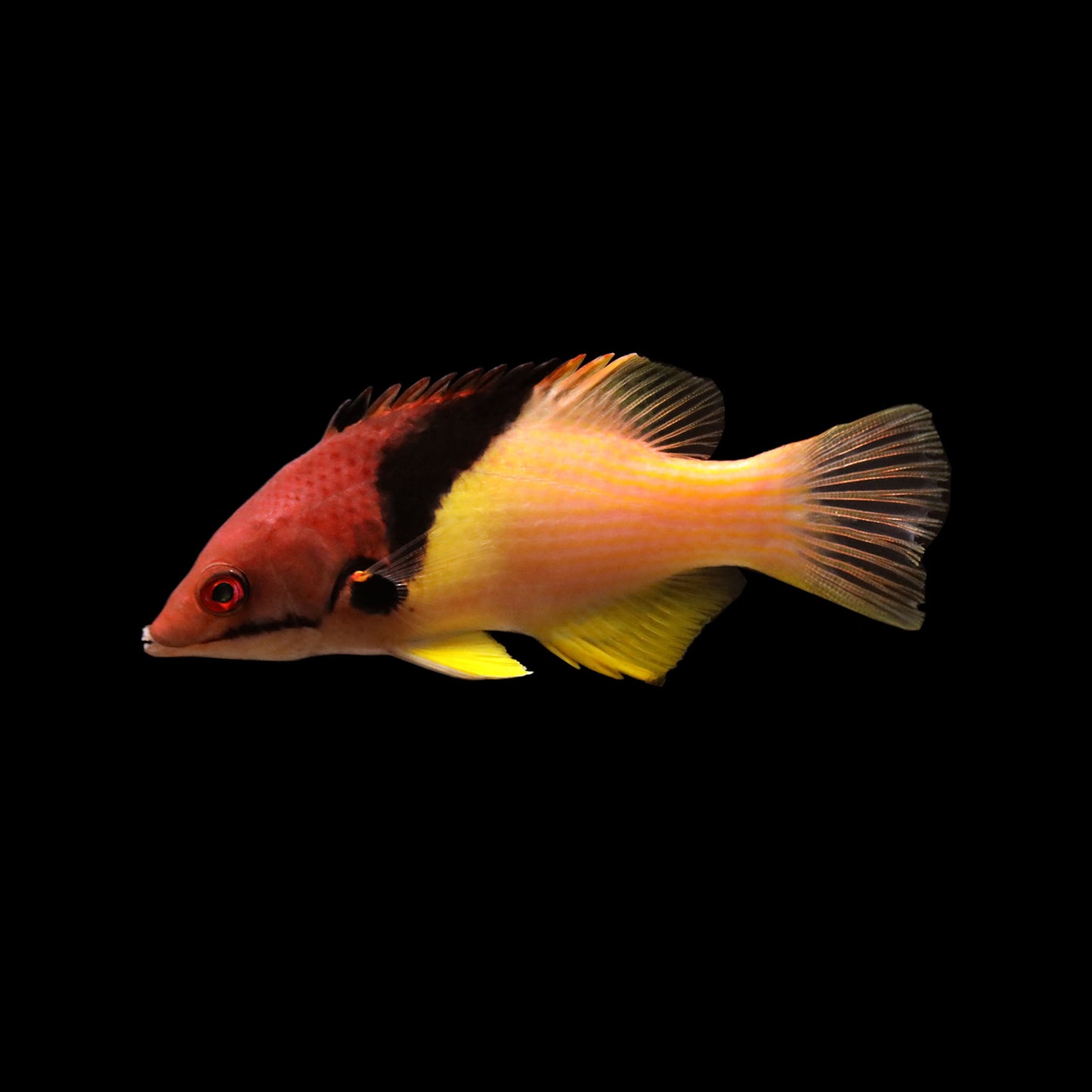 Coral Hogfish (Bodianus mesothorax)