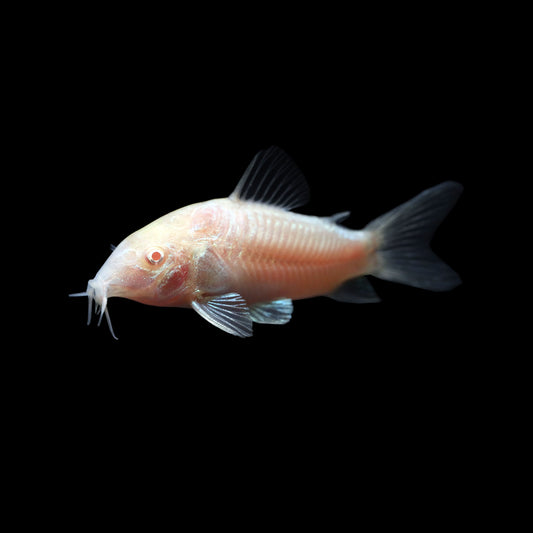 Albino Corydora (Corydoras aeneus 'Albino')