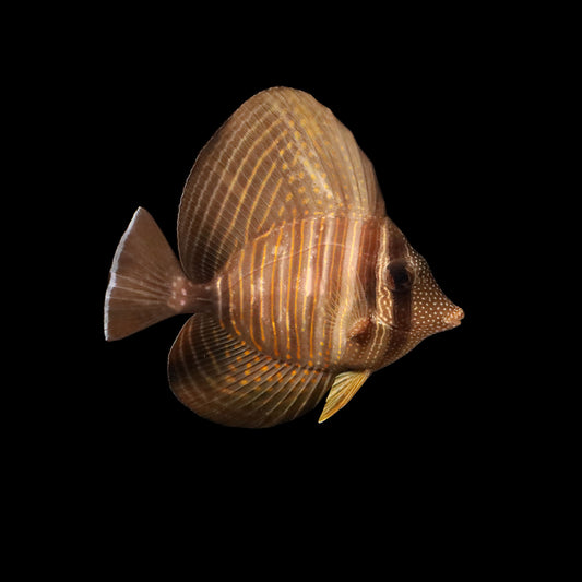 Desjardin's Sailfin Tang (Zebrasoma desjardini)