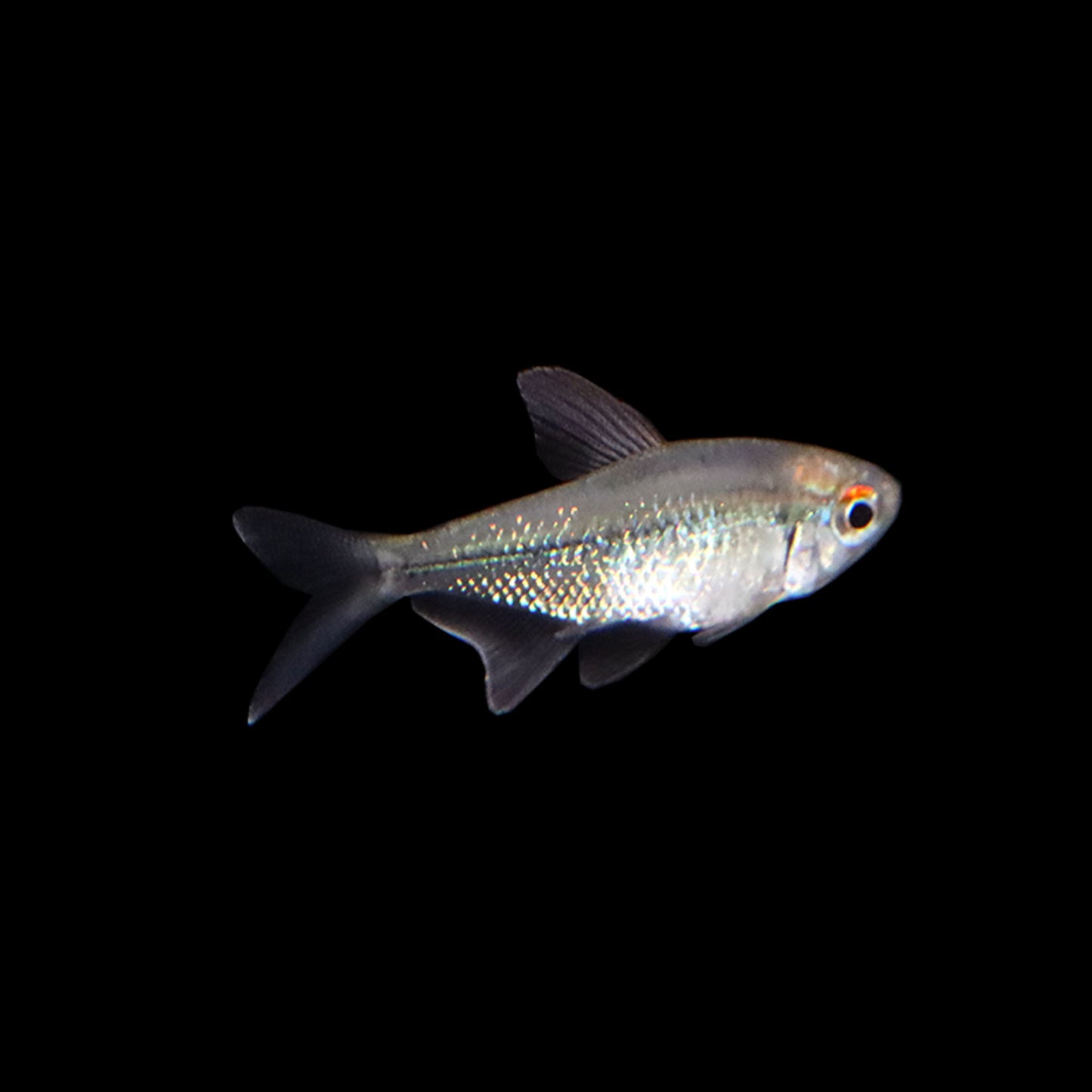 Diamond Tetra (Moenkhausia pittieri)