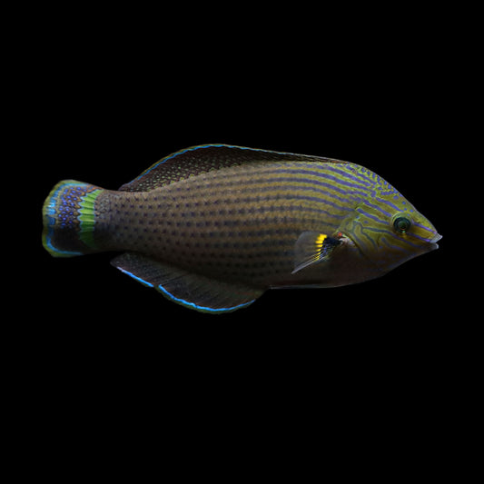 Dusky Wrasse (Halichoeres marginatus)