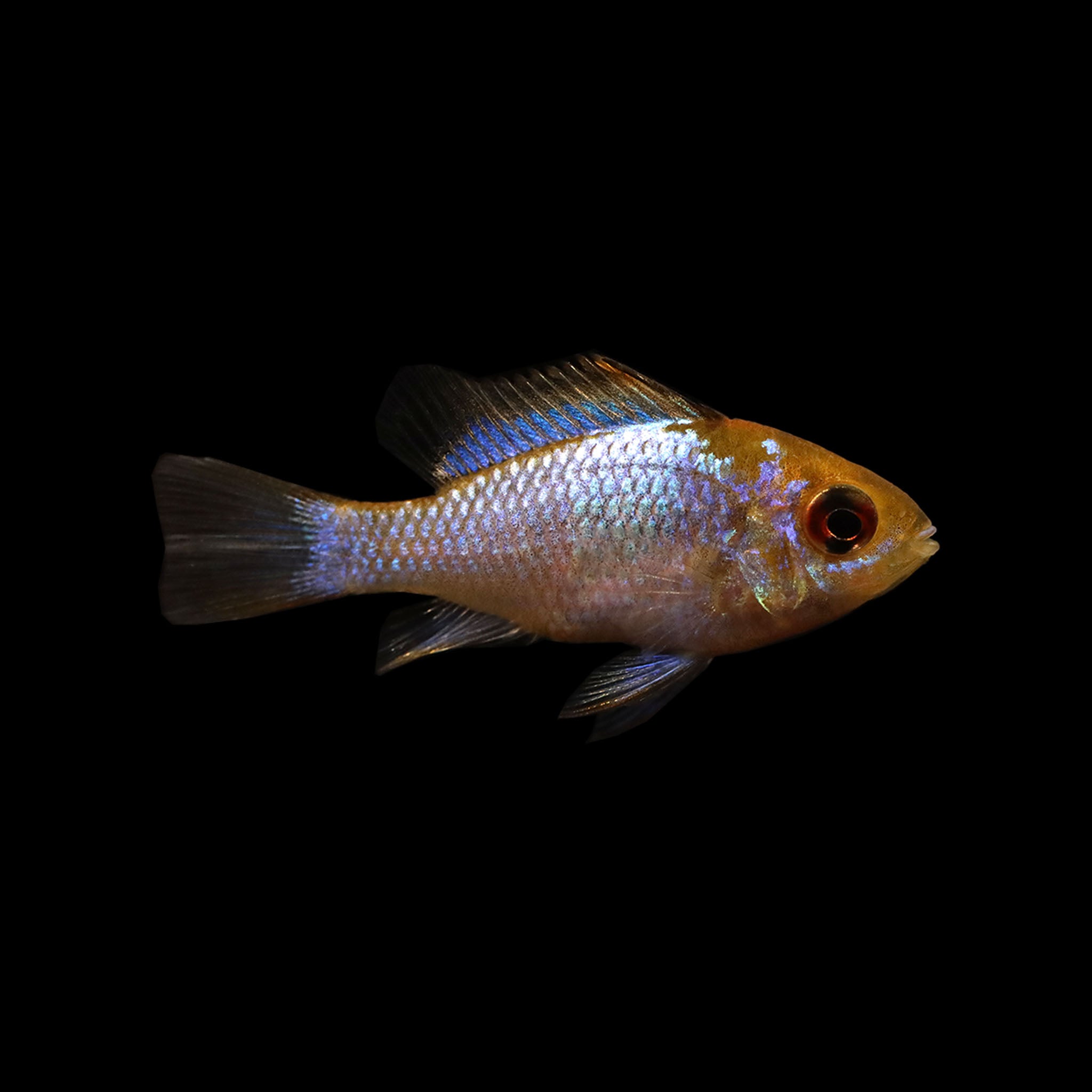 Electric Blue Rwm Electric Blue Ram (Mikrogeophagus ramirezi) – AQUARIUM ARTS