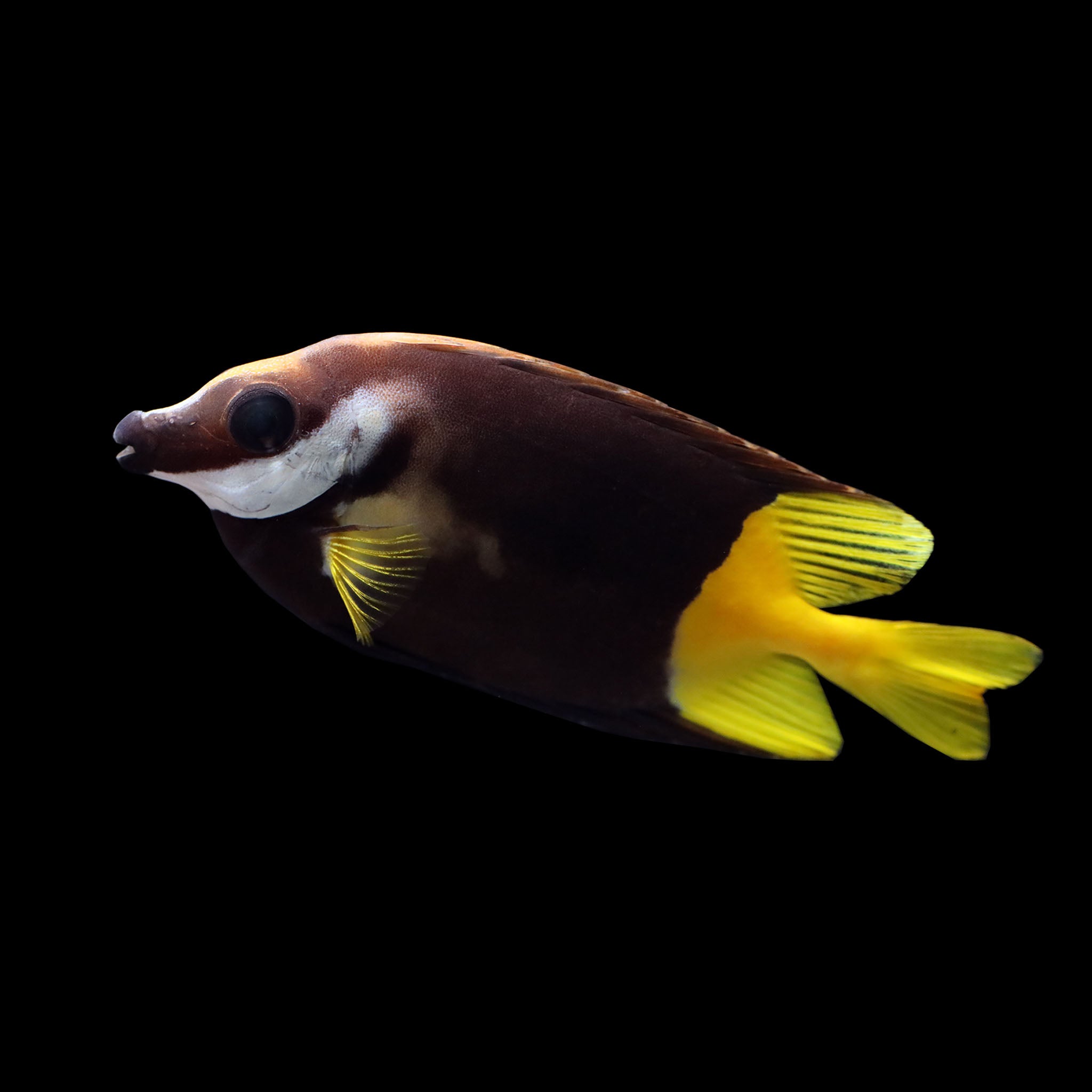 Fiji Foxface Rabbitfish (Siganus uspi) – AQUARIUM ARTS