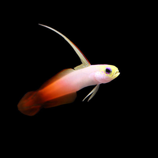 Firefish (Nemateleotris magnifica)