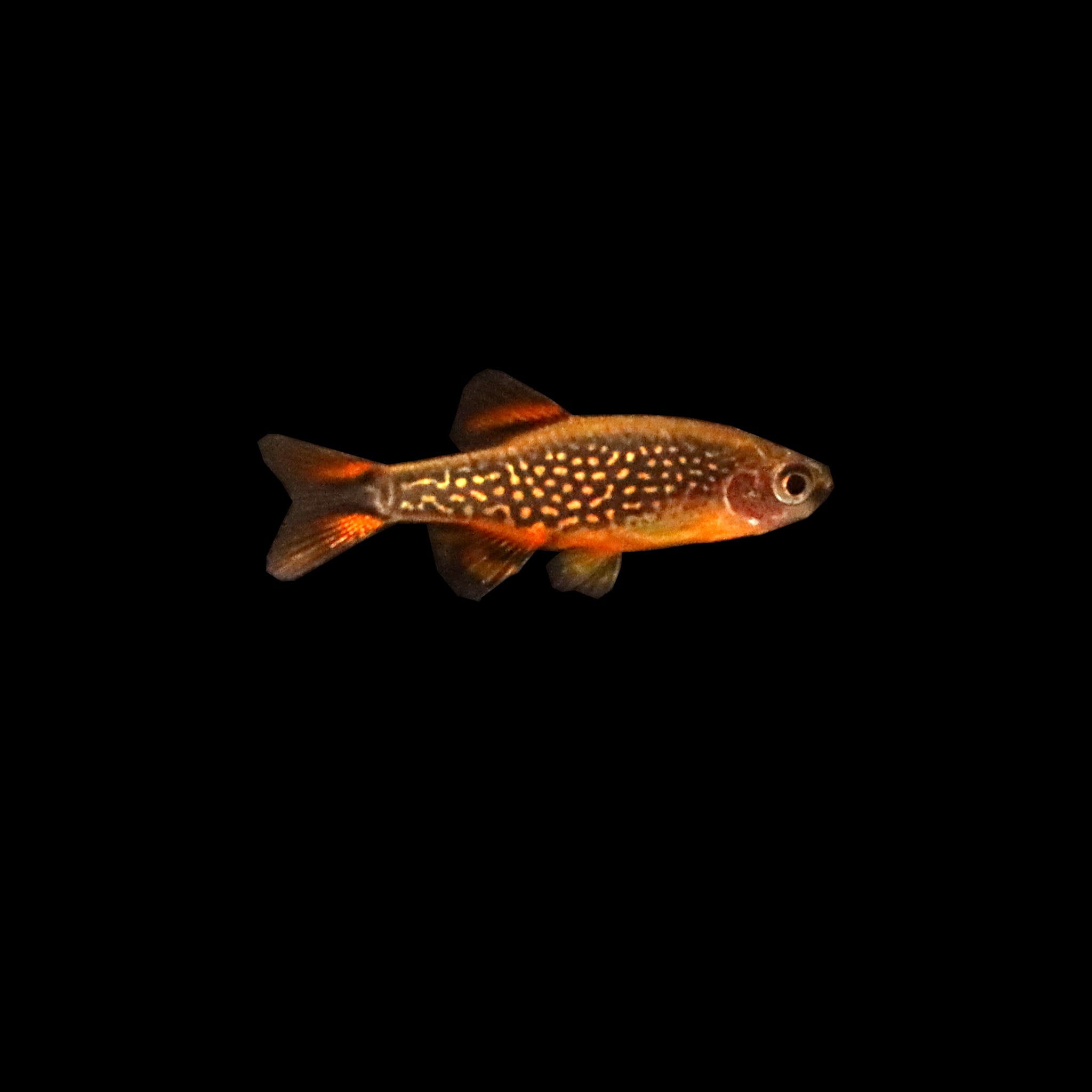 Galaxy Rasbora (Celestial Pearl Danio) (Danio margaritatus) – AQUARIUM ARTS