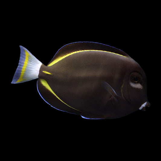 Gold Rimmed Tang / Whitecheek Tang (Acanthurus nigricans)