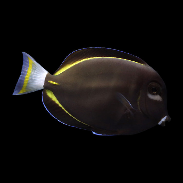 Gold Rimmed Tang / Whitecheek Tang (Acanthurus nigricans) – AQUARIUM ARTS