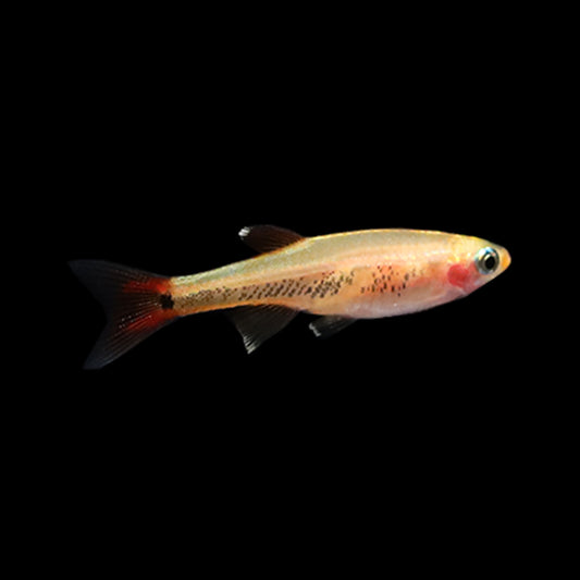 Gold White Cloud Minnow (Tanichthys albonubes)