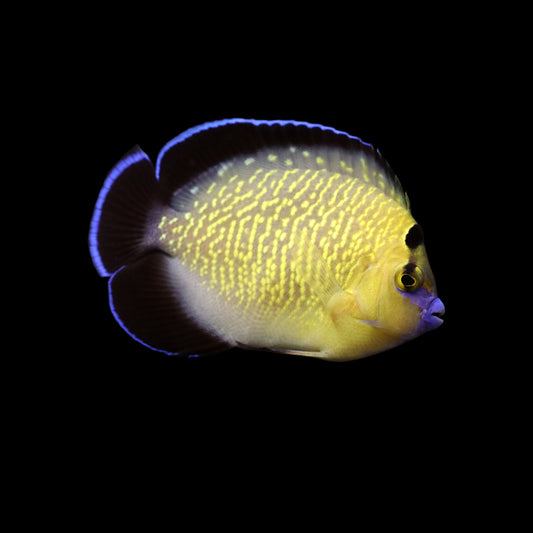 Goldflake Angelfish (Apolemichthys xanthopunctatus)