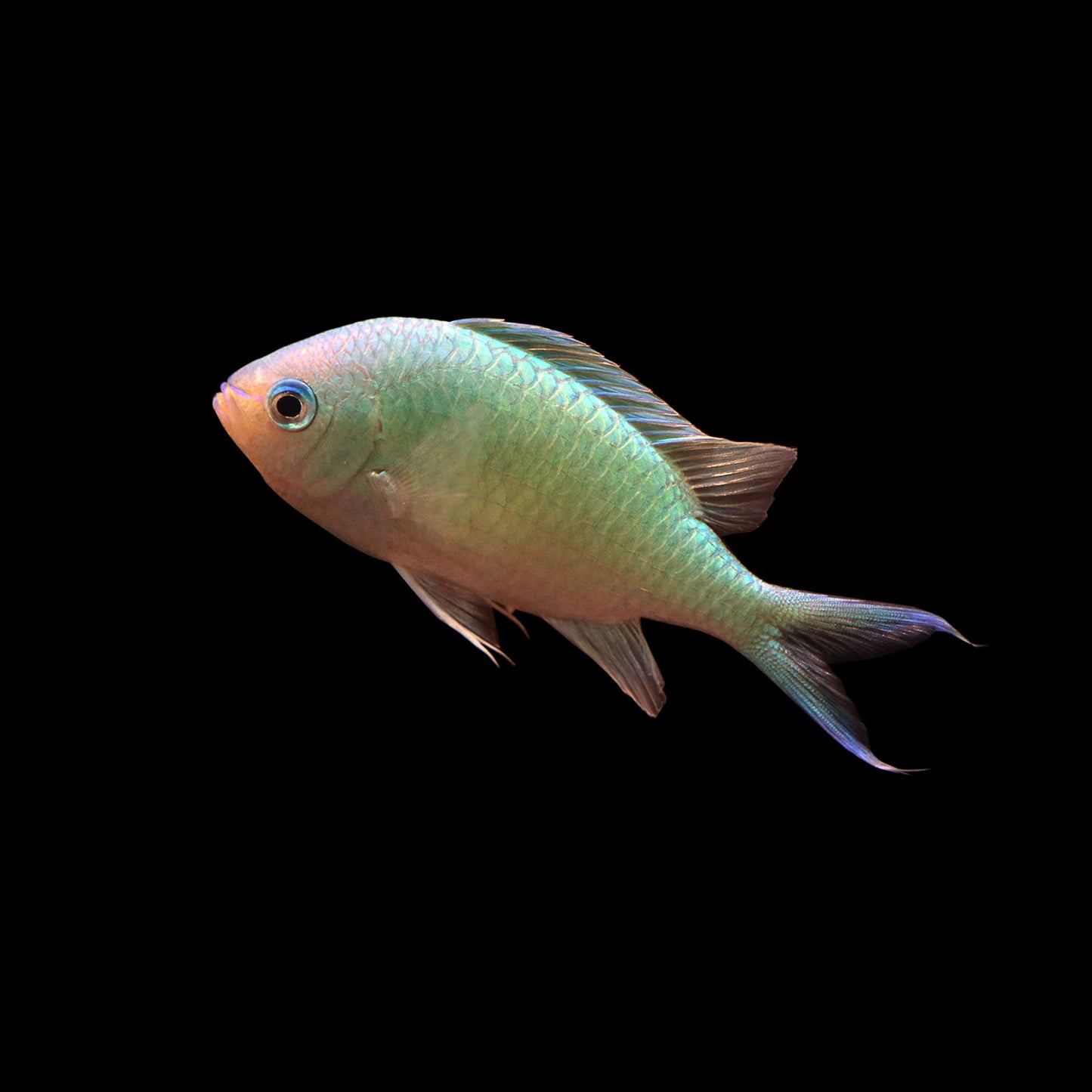 Green Chromis (Chromis viridis)