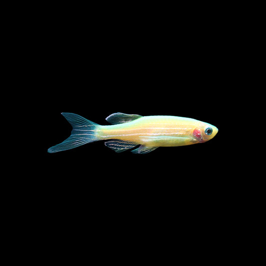 Green Luminous Danio (Danio rerio)