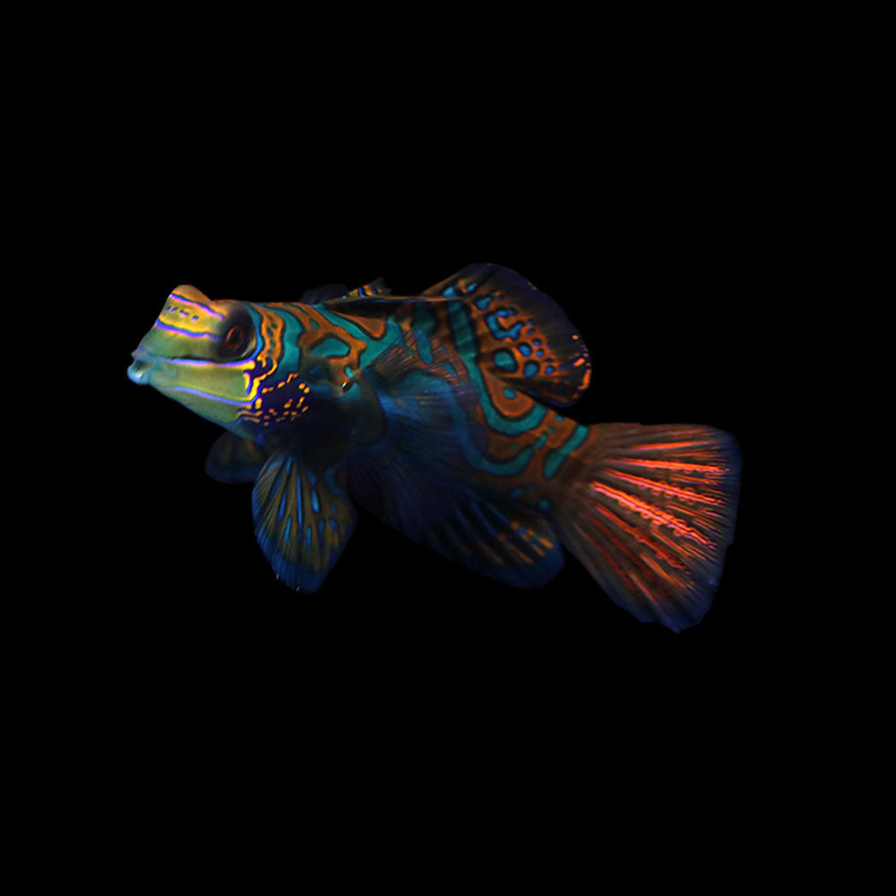 Green Mandarin Goby (Synchiropus splendidus)