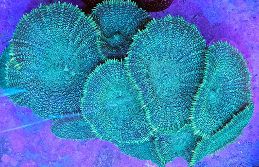 Green Rhodactis Mushroom Colony 6 or more mushrooms