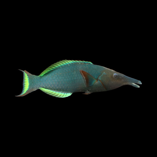 Green Bird Wrasse (Gomphosus varius)