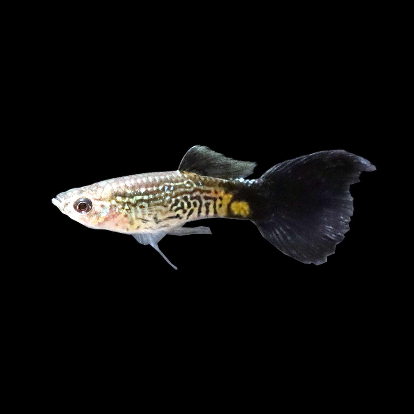 Blue Cobra Guppy (Poecilia reticulata)