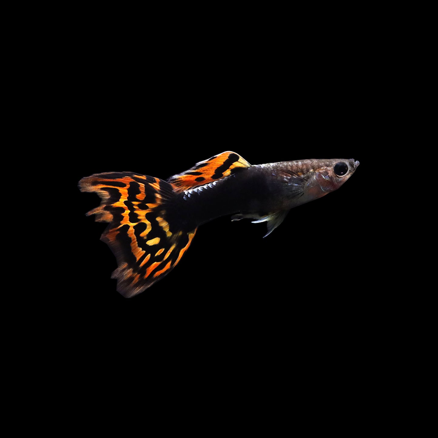 Dragon Guppy (Poecilia reticulata)