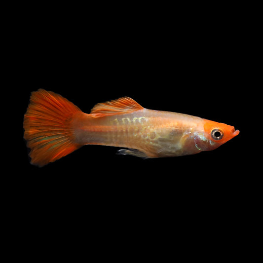 Sunset Cobra Guppy (Poecilia reticulata)