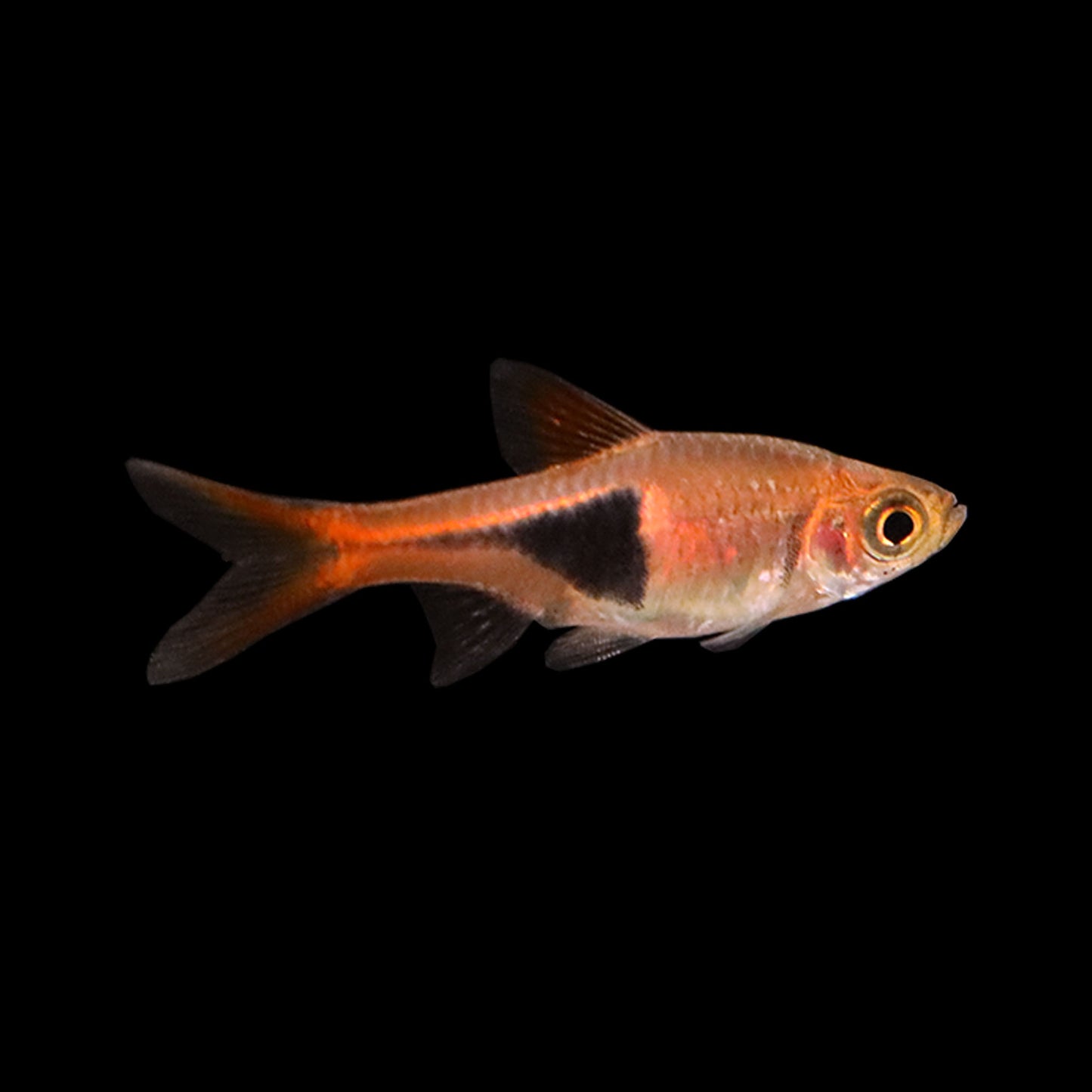 Harlequin Rasbora (Trigonostigma heteromorpha)