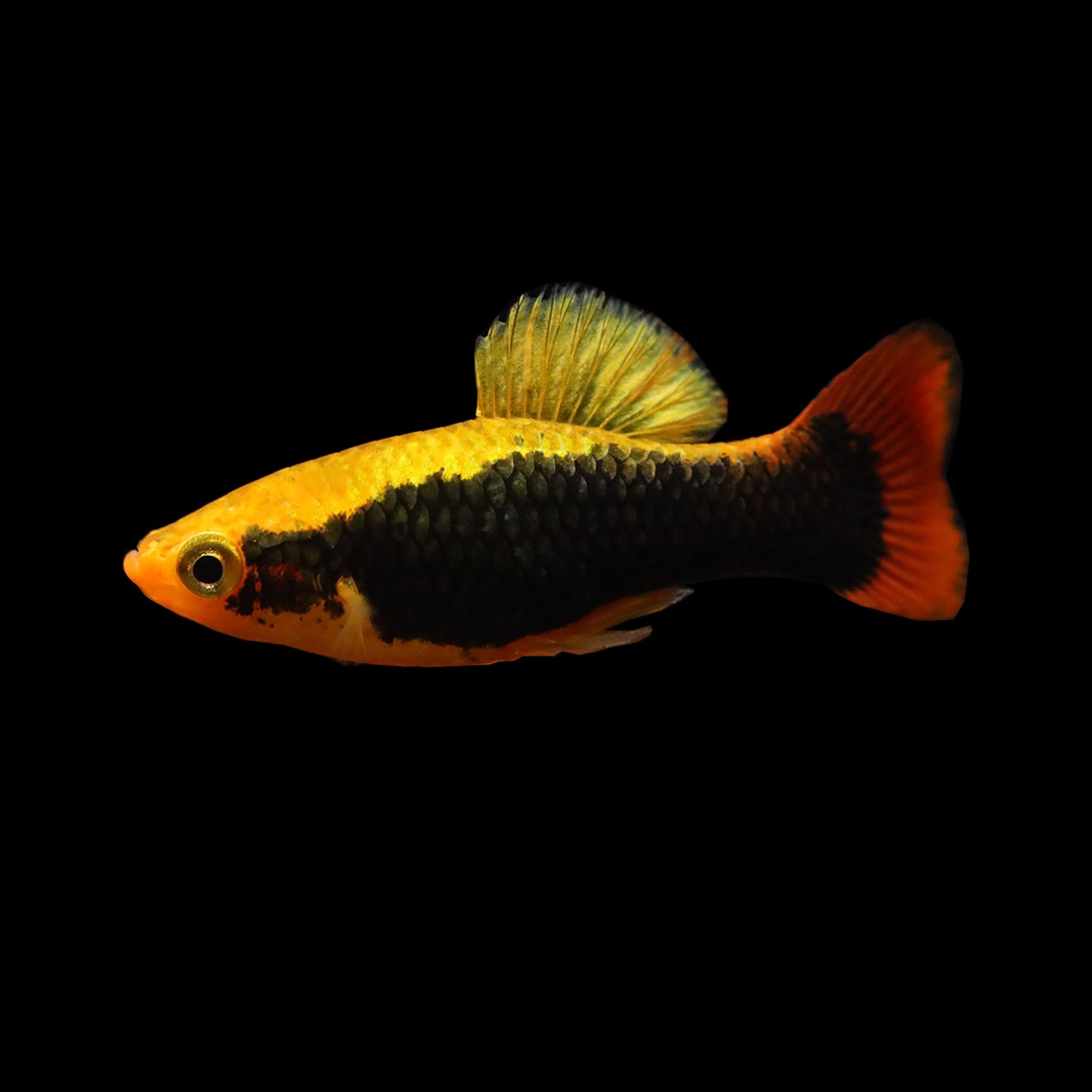 Hawaii Platy (Xiphophorus maculatus)