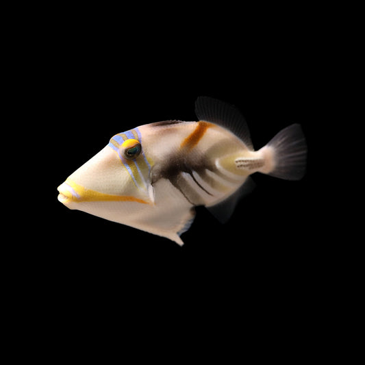 Picasso/HumuHumu Triggerfish (Rhinecanthus aculeatus)