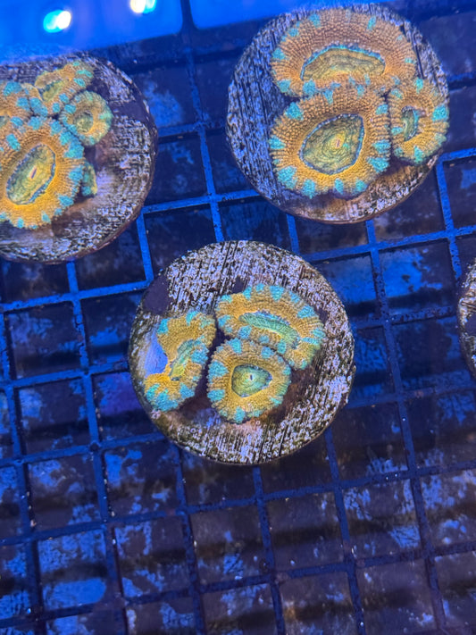 Blue stripe Acan