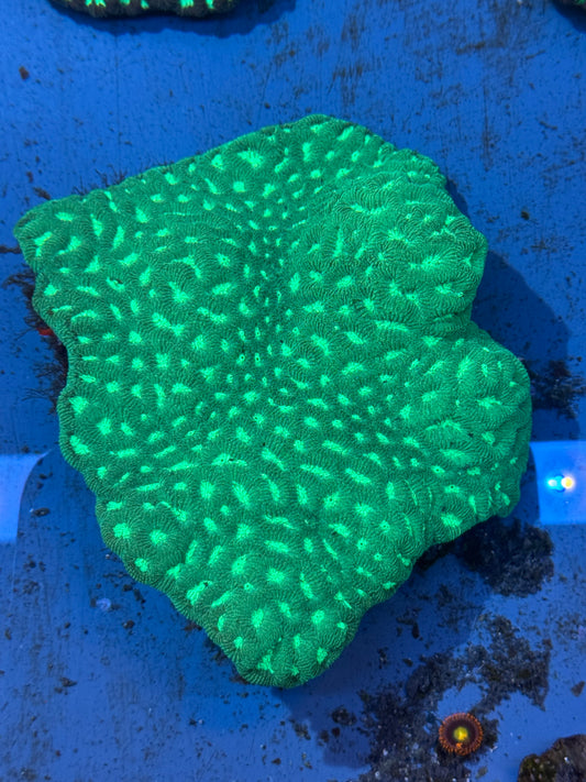 Neon Brain Maze