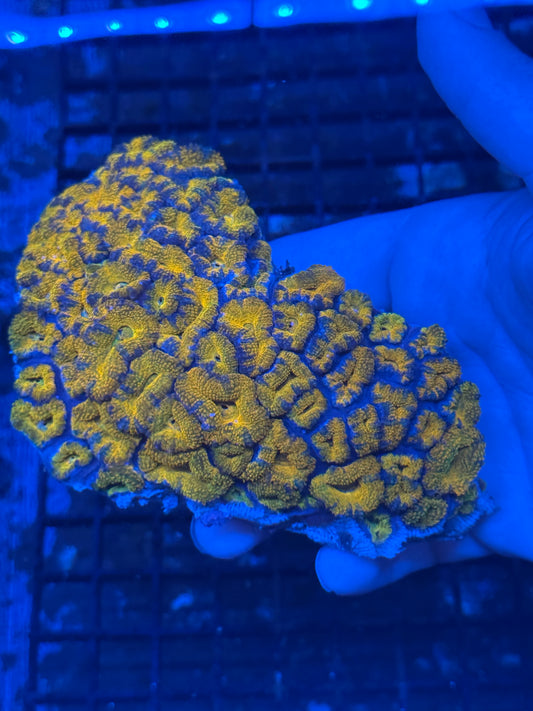 Ultra Orange Acan Colony