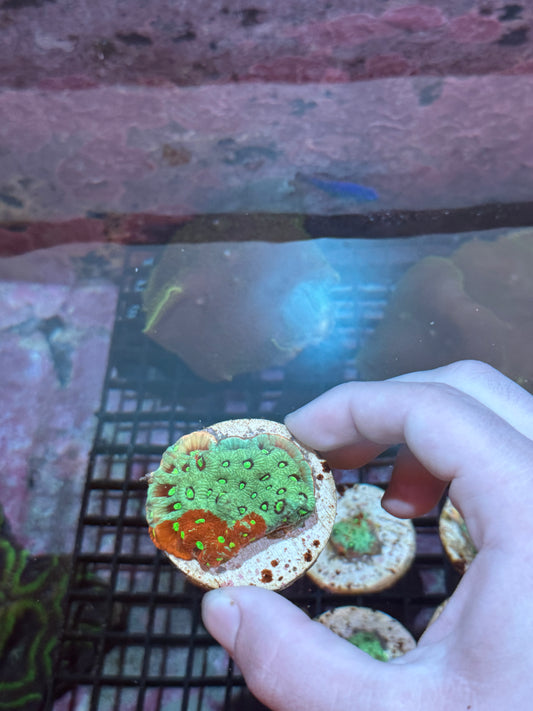 War coral