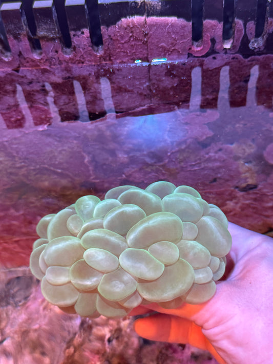 Green Bubble Coral