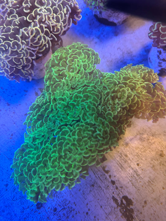 Green/Yellow Wall hammer