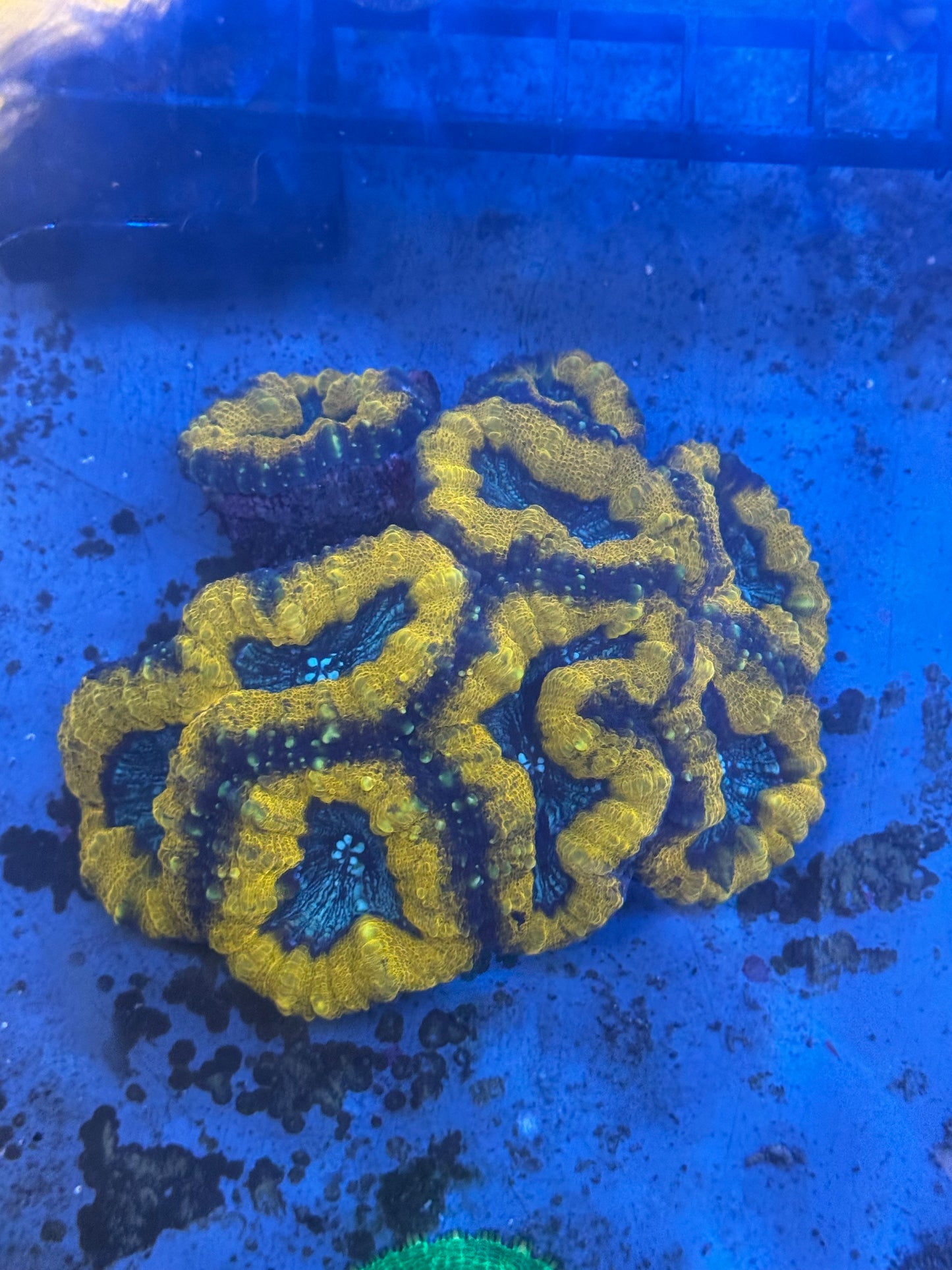 Orange Lobo