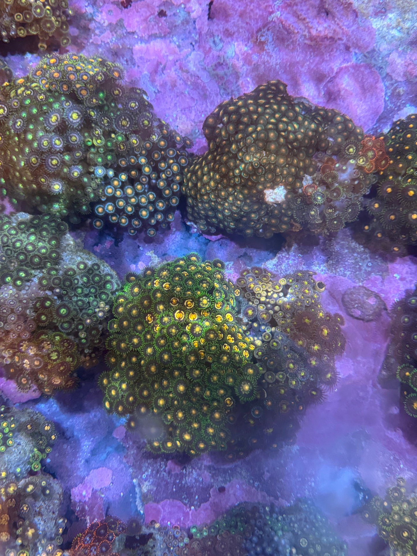 Zoanthid colony