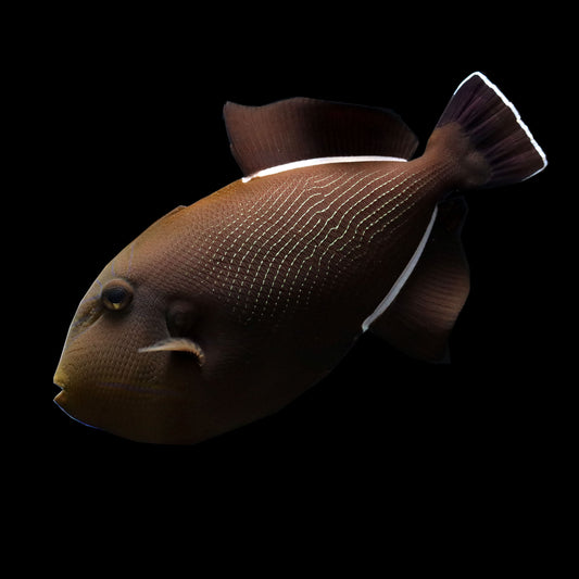 Indian Ocean Black Triggerfish (Melichthys indicus)