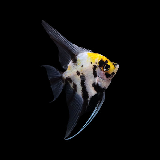 Koi Angelfish (Pterophyllum scalare)