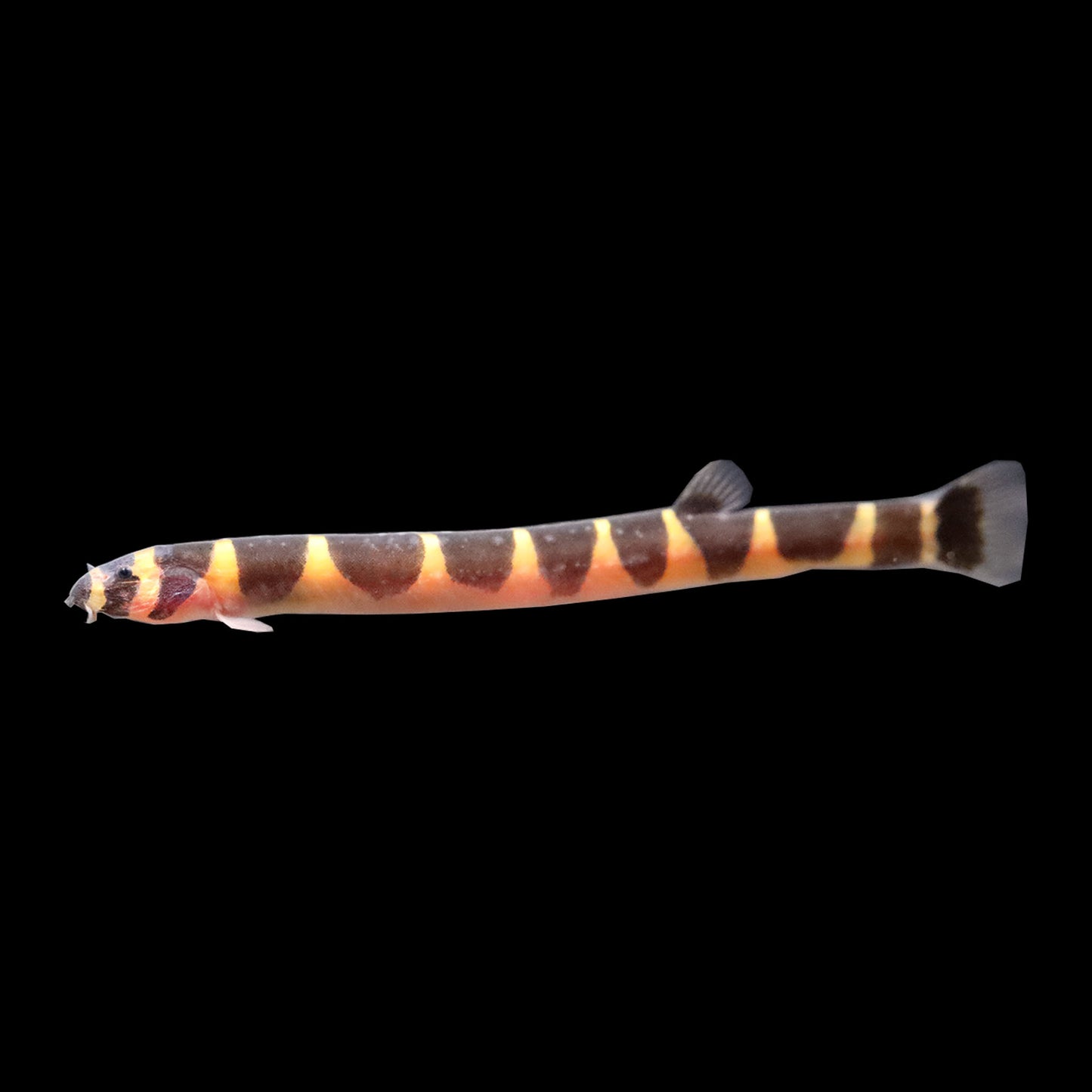 Kuhli Loach (Pangio myersi)