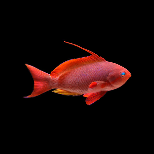 Lyretail Anthias FIJI (Pseudanthias squamipinnis)