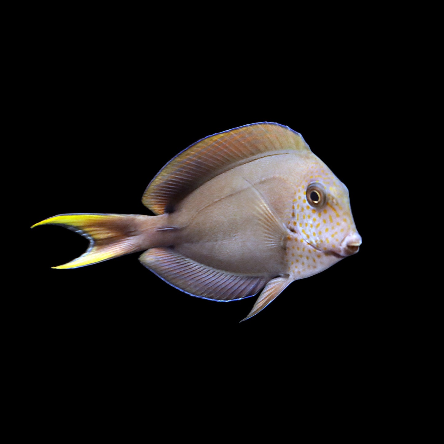 Lavender Tang (Acanthurus nigrofuscus)