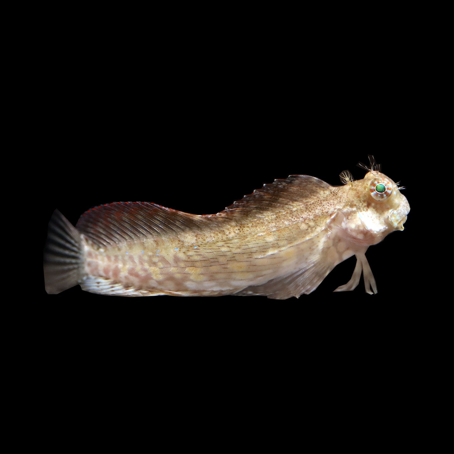 Lawnmower Blenny (Salarias fasciatus)