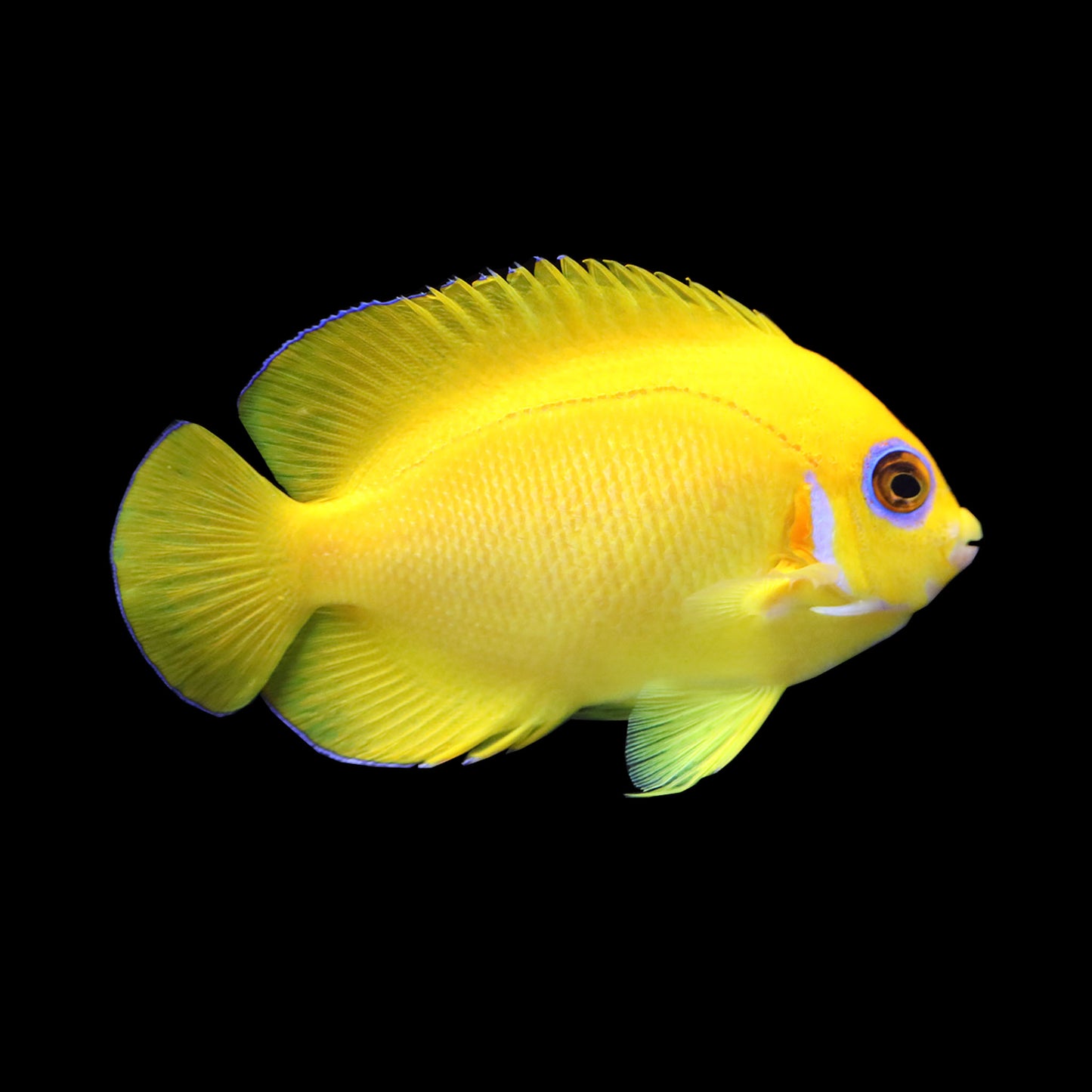 Lemonpeel Angel (Centropyge flavissima)