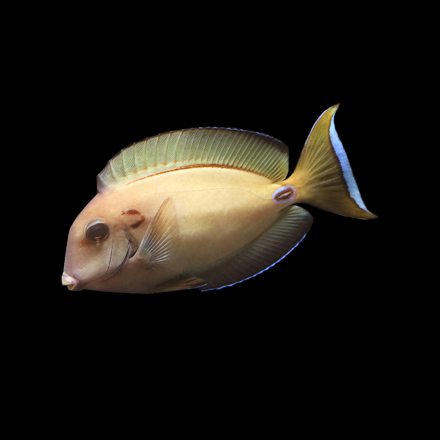 Lieutenant Tang (Acanthurus tennenti)