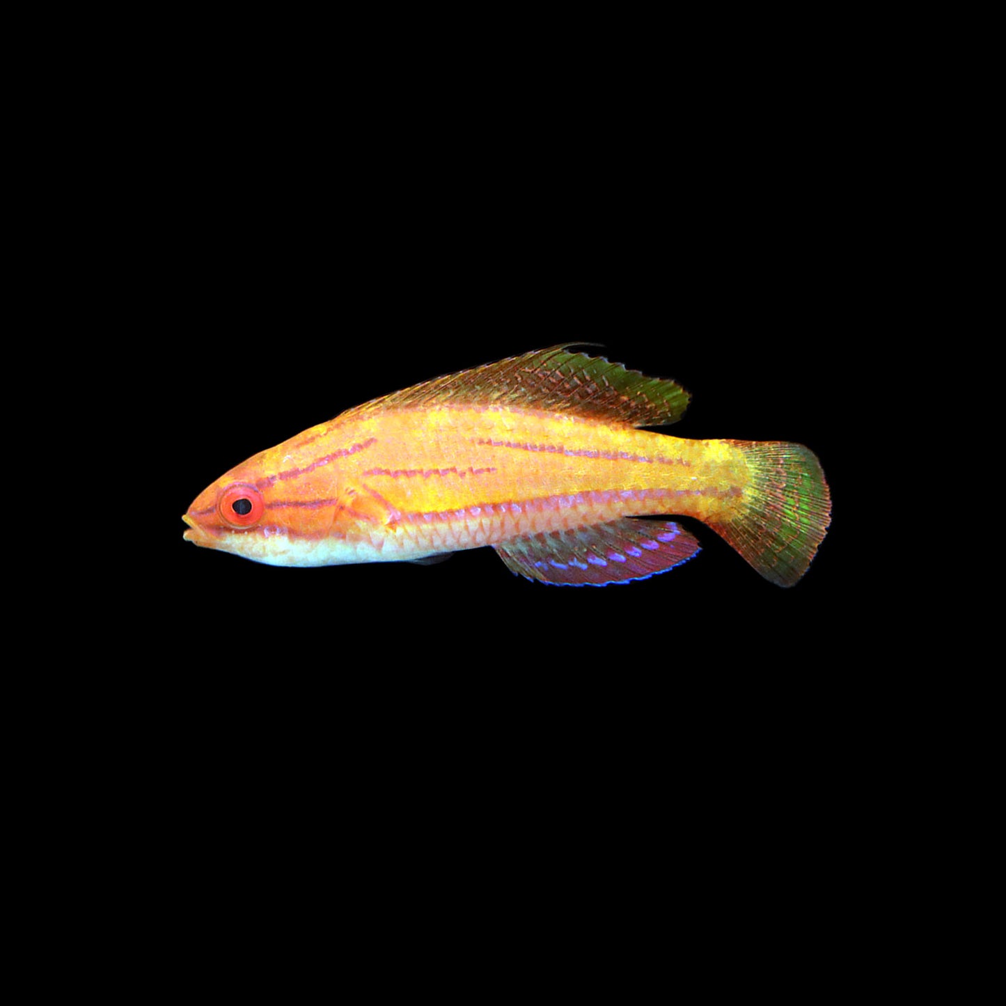 McCosker's Flasher Wrasse (Paracheilinus mccoskeri)